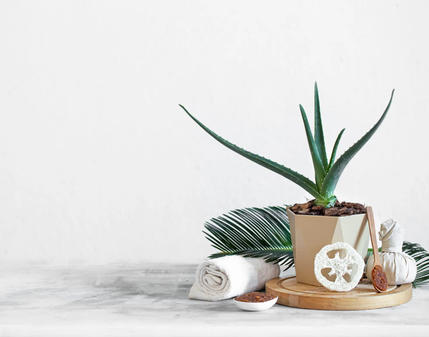 Spa still life — aloe plant, rolled towel, loofah and herbal compress